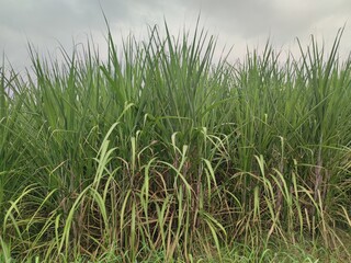Green and fresh sugarcane field
