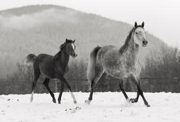 Obraz na płótnie Canvas Arabian Mare and Foal running in the snow , black and white image with copy space.