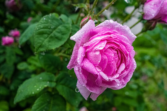 Pink damask rose flower after rain