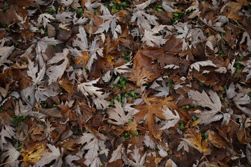 autumn leaves on the ground