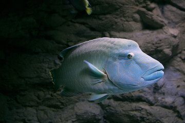 Humphead Maori Wrasse fish in Oceanarium of Saint Petersburg, Russia.