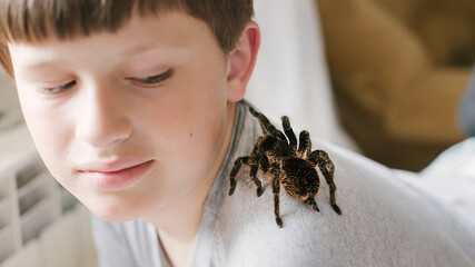 Tarantula spider on boy's shoulder. Scary pet Brachypelma albopilosum plays with child. Caring for animals at home. Arachnophobia.