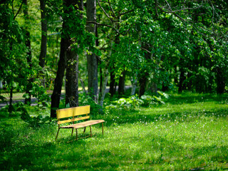 緑の森の黄色いベンチ