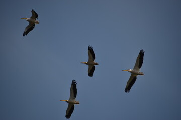 pelicans in flight