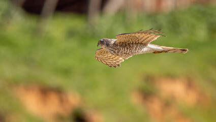 Sparrowhawk