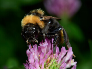 bee on a flower