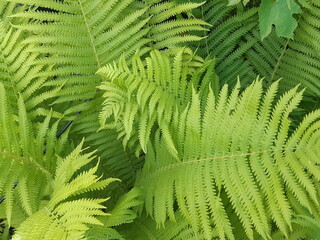 green and juicy leaves in the garden