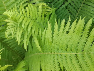 green and juicy leaves in the garden