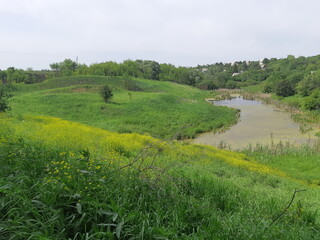 Obraz premium wamp and green grass in the park