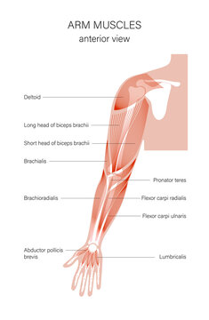 Muscular system arms