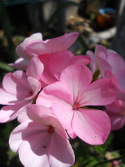 pink flowers in the garden