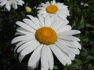Fototapeta premium White daisy bush in the garden