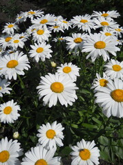 White daisy bush in the garden