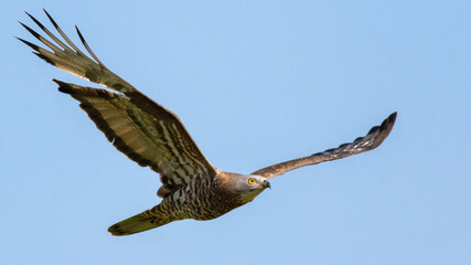 Honeybuzzard