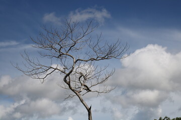 Fototapeta na wymiar dry tree against sky