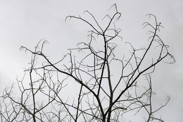 branches of a tree