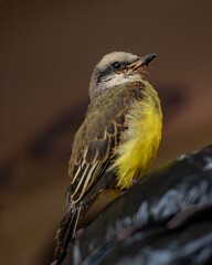 yellow and brown bird
