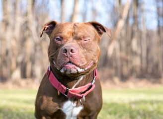 A red and white Pit Bull Terrier mixed breed dog winking