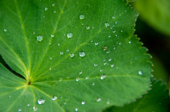 Detailed view of a green leaf with dew drops