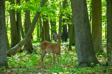 Fototapeta na wymiar The White-tailed deer , hind on the forest