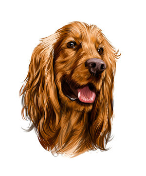 English Cocker Spaniel head from splash of watercolors, colored drawing, realistic. Vector illustration of paints