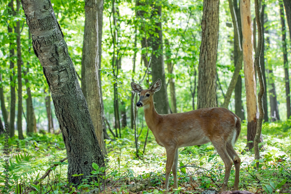 Wall mural The White-tailed deer , hind on the forest