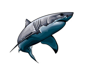 Great white shark from a splash of watercolor, colored drawing, realistic. Vector illustration of paints