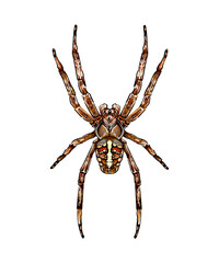 Spider garden spider Araneus a kind of spider from the family of spiders Orb-spiders colored drawing, realistic. Vector illustration of paints