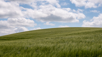 a green field of unripe rye under the blue curved horizon