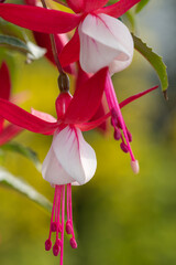 Pink and white fuchsias in bloom