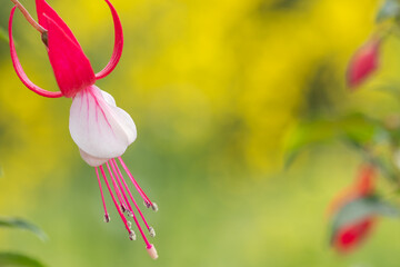 Close up of a pink and white fuchsia flower
