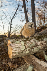 Baby Great Horned Owl orphaned after tree was cut down for firewood.