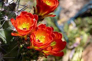 Obraz na płótnie Canvas Cactus Flowers in southern Arizona