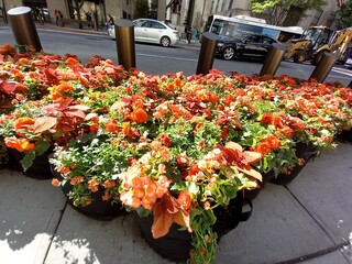 flowers in the garden