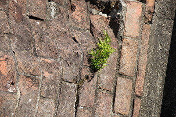 割れ目から雑草が生えている、老朽化したレンガの壁