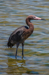 The Reddish Egret is a medium sized heron with near threatened status, though the population is increasing.