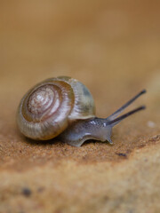 A garden snail in search of a plant.