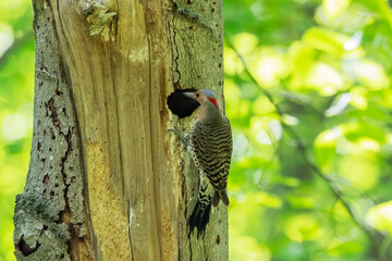 The northern flicker and the nest cavity