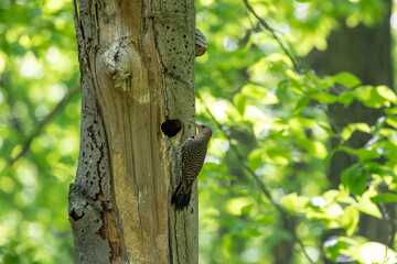 The northern flicker and the nest cavity