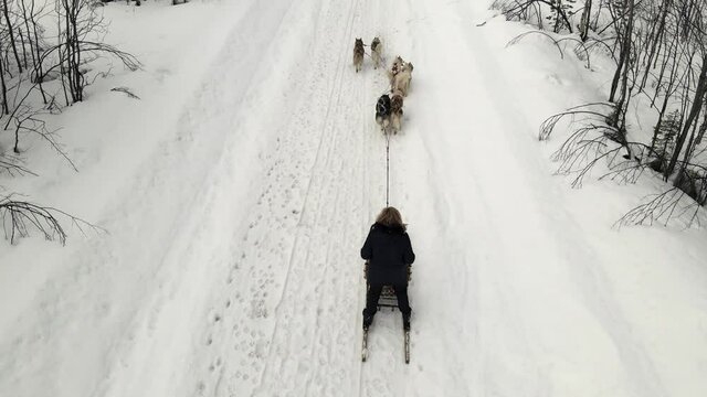 Drone Aerial view of dogsledding handler with team of trained husky dogs mountain pass, husky dog sled riding in winter forest