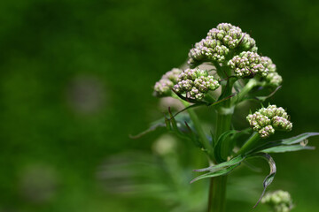 Close up of a valerian plant (Valeriana officinalis), the bud of which is just beginning to sprout,...