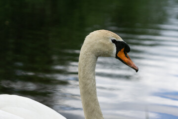 mute swan cygnus olor