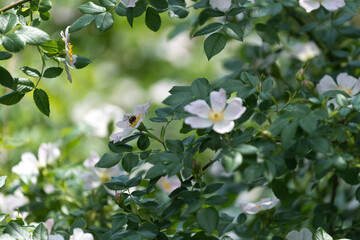 wild light pink rose bush
