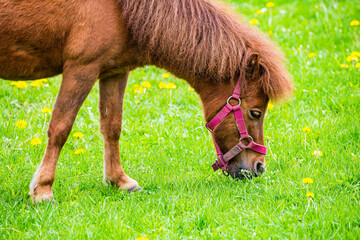 Brown horse - Equus ferus caballus - on fresh green grass in Spring