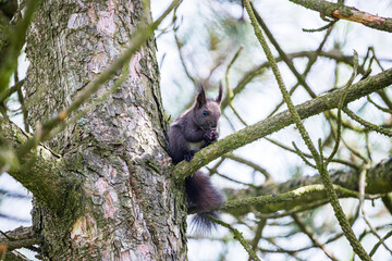 Small brown squirrel sitting on the tree