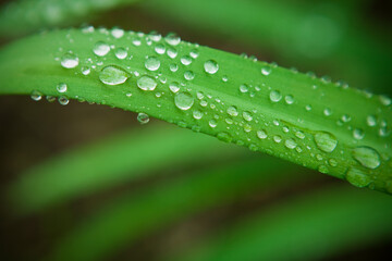 葉っぱの上の雨粒	