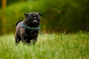 Adorable black pug dog running in a park covered in greenery with a blurry background