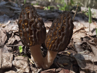 Two black morel mushrooms (Morchella conica) - 437472726