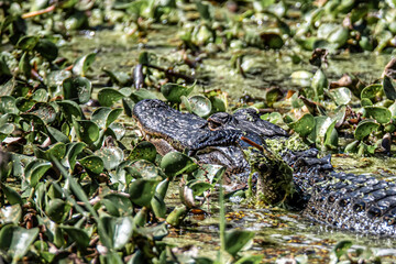 ALLIGATOR 