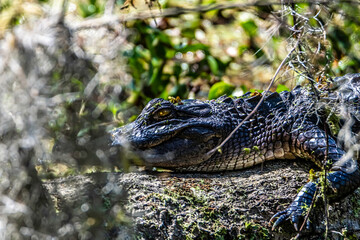 ALLIGATOR 